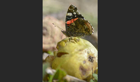 Admiral (Vanessa atalanta)