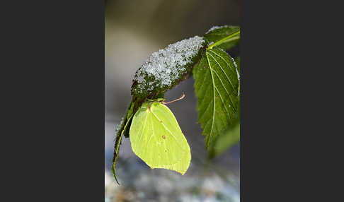 Zitronenfalter (Gonepteryx rhamni)