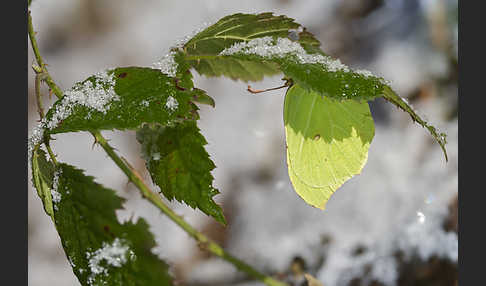 Zitronenfalter (Gonepteryx rhamni)