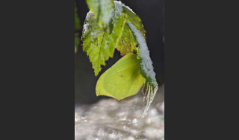 Zitronenfalter (Gonepteryx rhamni)