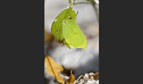 Zitronenfalter (Gonepteryx rhamni)