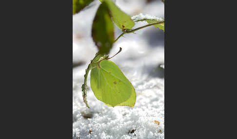 Zitronenfalter (Gonepteryx rhamni)