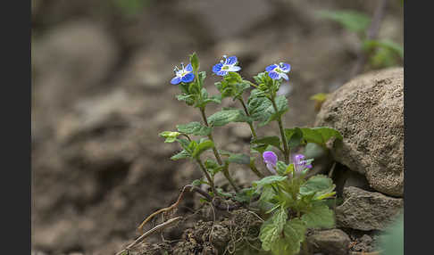 Persischer Ehrenpreis (Veronica persica)