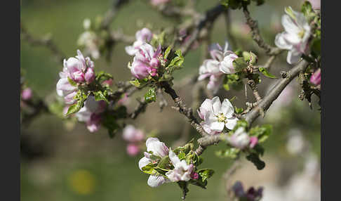 Kultur-Apfel (Malus domestica)