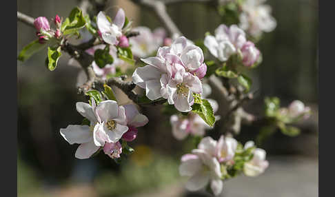 Kultur-Apfel (Malus domestica)