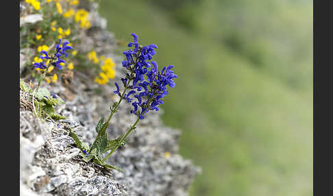 Wiesen-Salbei (Salvia pratensis)