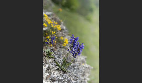 Wiesen-Salbei (Salvia pratensis)