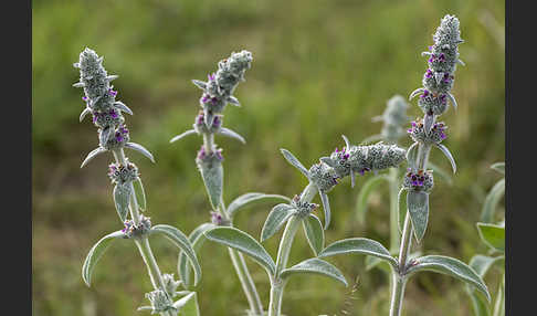 Deutscher Ziest (Stachys germanica)