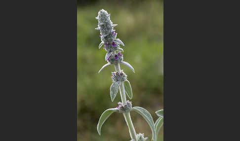 Deutscher Ziest (Stachys germanica)