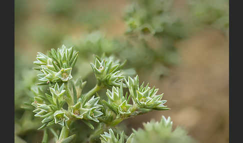 Einjähriges Knäuel (Scleranthus annuus)