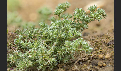 Einjähriges Knäuel (Scleranthus annuus)