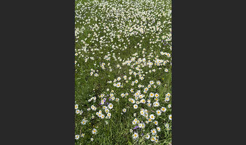 Margerite (Leucanthemum vulgare)