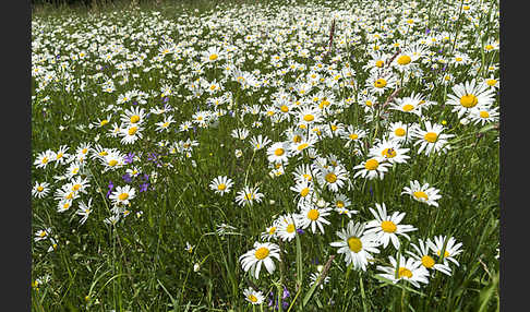 Margerite (Leucanthemum vulgare)