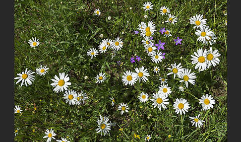 Margerite (Leucanthemum vulgare)