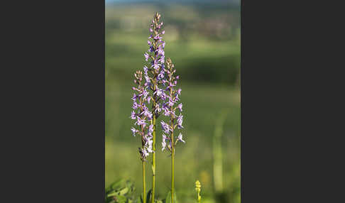 Große Händelwurz (Gymnadenia conopsea)