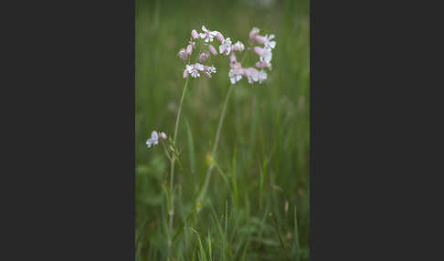 Leimkraut (Silene secundiflora)