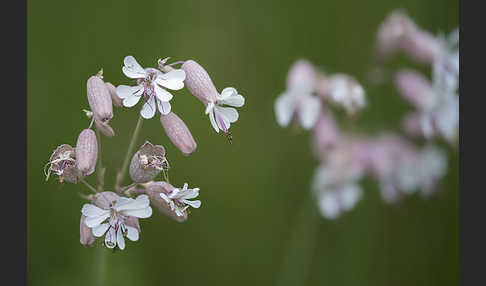 Leimkraut (Silene secundiflora)