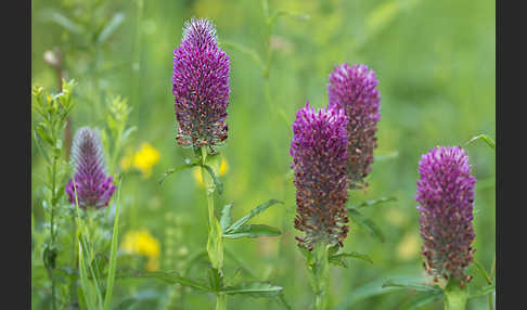 Fuchsschwanz-Klee (Trifolium rubens)