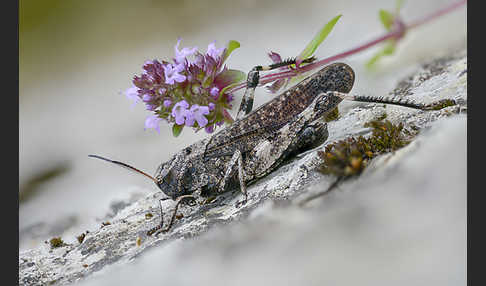 Rotflügelige Schnarrschrecke (Psophus stridulus)