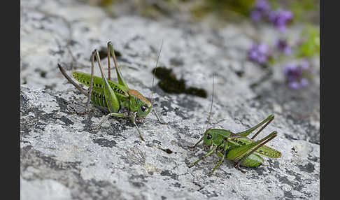 Warzenbeißer (Decticus verrucivorus)