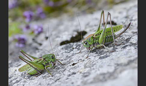 Warzenbeißer (Decticus verrucivorus)