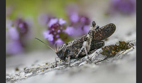 Rotflügelige Schnarrschrecke (Psophus stridulus)