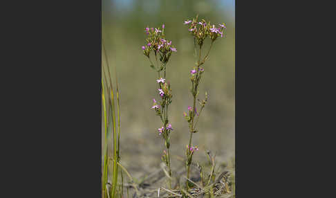 Echtes Tausendgüldenkraut (Centaurium erythraea)