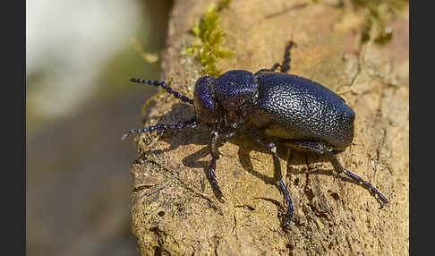 Schwarzblauer Ölkäfer (Meloe proscarabaeus)