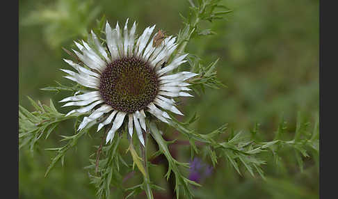 Silberdistel (Carlina acaulis)