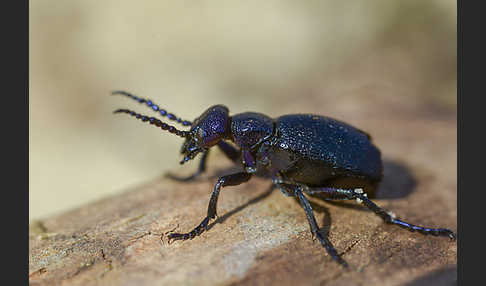 Schwarzblauer Ölkäfer (Meloe proscarabaeus)