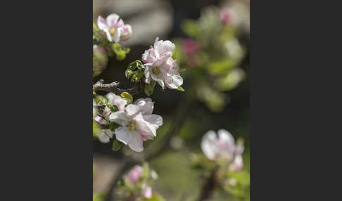 Kultur-Apfel (Malus domestica)