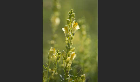 Gemeines Leinkraut (Linaria vulgaris)