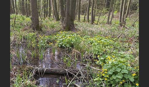 Sumpf-Dotterblume (Caltha palustris)