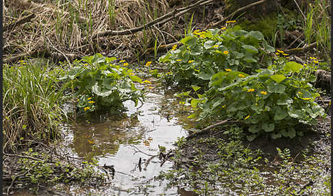 Sumpf-Dotterblume (Caltha palustris)