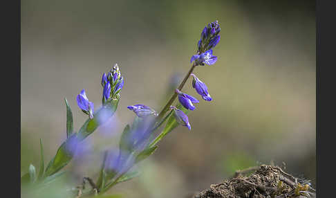 Gewöhnliches Kreuzblümchen (Polygala vulgaris)