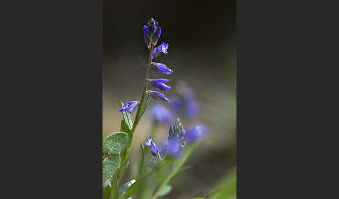 Gewöhnliches Kreuzblümchen (Polygala vulgaris)