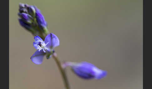 Gewöhnliches Kreuzblümchen (Polygala vulgaris)