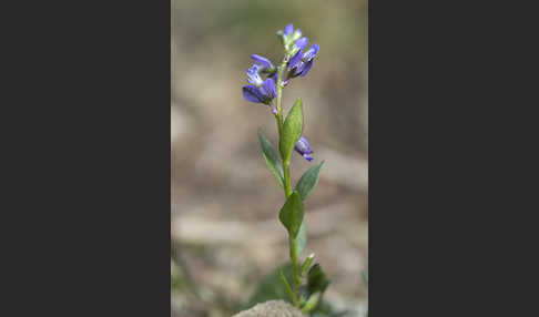 Gewöhnliches Kreuzblümchen (Polygala vulgaris)