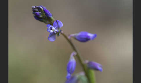 Gewöhnliches Kreuzblümchen (Polygala vulgaris)