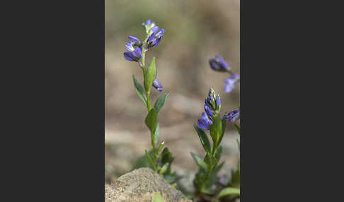 Gewöhnliches Kreuzblümchen (Polygala vulgaris)