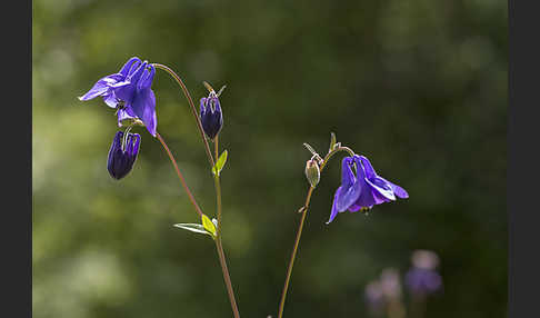 Gemeine Akelei (Aquilegia vulgaris)