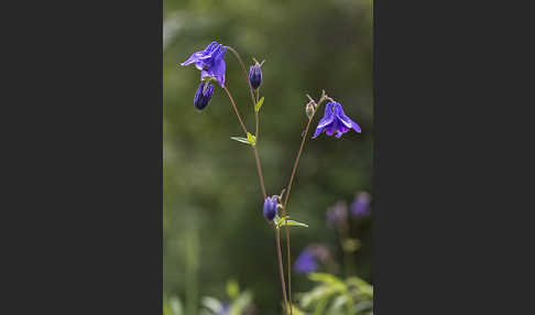 Gemeine Akelei (Aquilegia vulgaris)