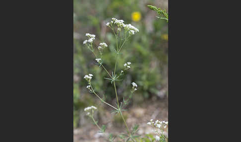 Hügel-Meier (Asperula cynanchica)