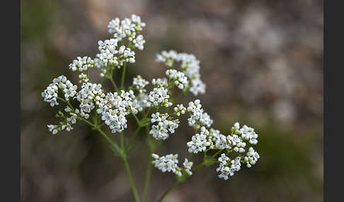 Hügel-Meier (Asperula cynanchica)