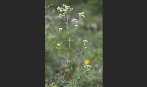 Hügel-Meier (Asperula cynanchica)