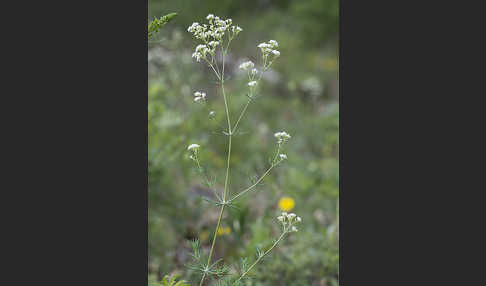 Hügel-Meier (Asperula cynanchica)