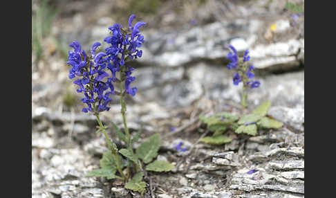 Wiesen-Salbei (Salvia pratensis)