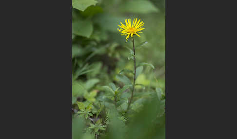 Rauhhaariger Alant (Inula hirta)