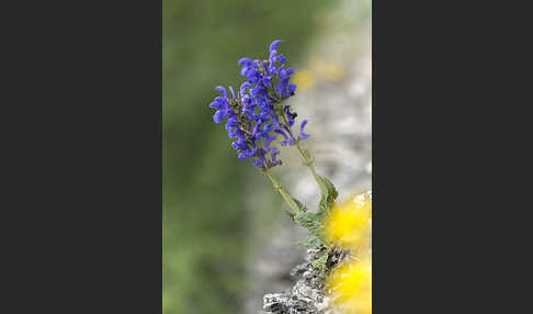 Wiesen-Salbei (Salvia pratensis)