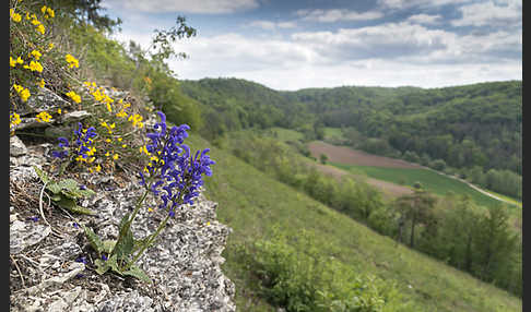 Wiesen-Salbei (Salvia pratensis)